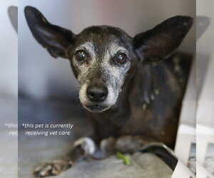 Chihuahua Dogs for adoption in San Antonio, TX, USA