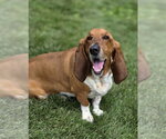 Small #1 Basset Hound