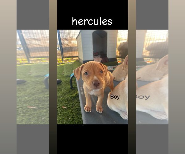 Medium Photo #1 American Pit Bull Terrier-Siberian Husky Mix Puppy For Sale in Turlock, CA, USA