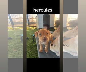 American Pit Bull Terrier-Siberian Husky Mix Dogs for adoption in Turlock, CA, USA