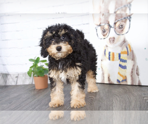 Miniature Bernedoodle Puppy for sale in RED LION, PA, USA