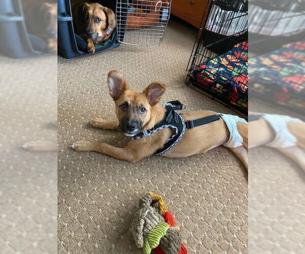 Medium Photo #4 Mutt Puppy For Sale in Plainfield, IL, USA
