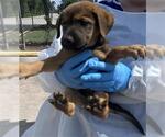 Small Labrador Retriever
