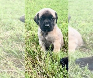 Mastiff Puppy for sale in PORT CHARLOTTE, FL, USA