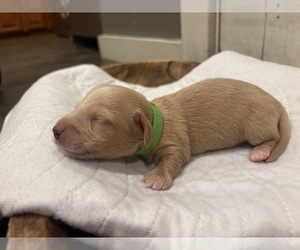 Medium Dachshund