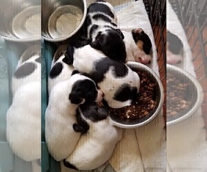 Jack Russell Terrier Puppy for Sale in TOMS RIVER, New Jersey USA
