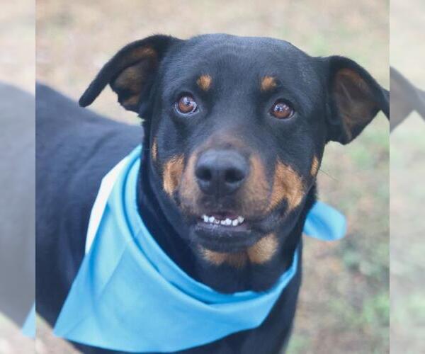 Medium Photo #1 Rottweiler-Unknown Mix Puppy For Sale in San Antonio, TX, USA