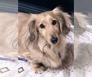 Dachshund Dogs for adoption in Sioux Falls, SD, USA