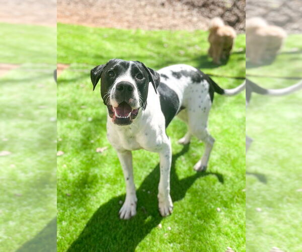 Medium Photo #3 Boxer-Pointer Mix Puppy For Sale in Mooresville, NC, USA