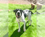 Small #2 Boxer-Pointer Mix
