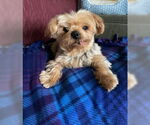 Small #12 Mutt