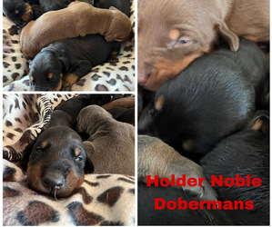 Doberman Pinscher Puppy for sale in GLADWIN, MI, USA