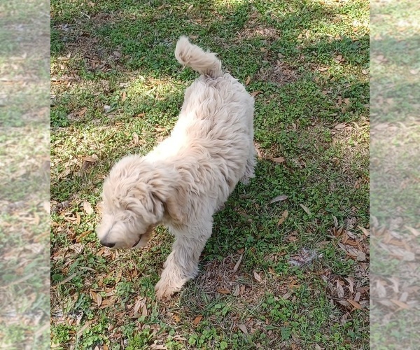 Medium Photo #4 Labradoodle Puppy For Sale in OLD TOWN, FL, USA
