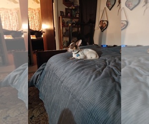 Chihuahua Puppy for sale in CELINA, OH, USA