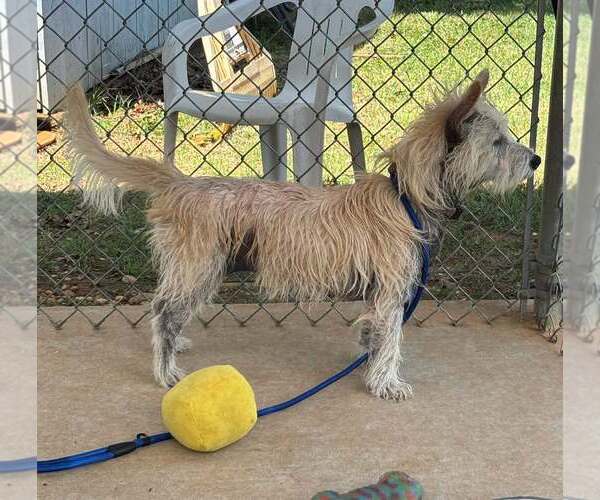 Medium Photo #2 Mutt Puppy For Sale in Rustburg, VA, USA