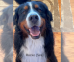 Small Photo #1 Bernese Mountain Dog Puppy For Sale in ENOCH, UT, USA