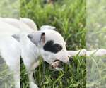 Small #4 Mutt