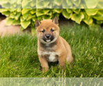 Small Photo #23 Shiba Inu Puppy For Sale in MILLERSBURG, IN, USA