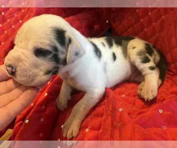 Medium Photo #17 Great Dane Puppy For Sale in ALVORD, TX, USA