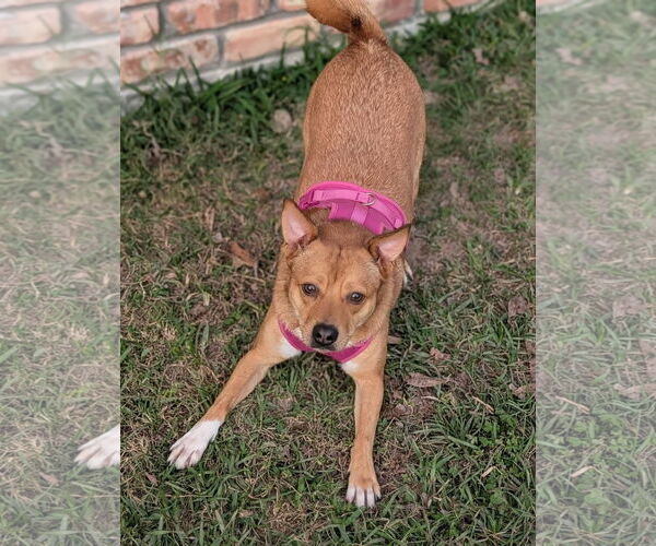 Medium Photo #6 Akita-Saluki Mix Puppy For Sale in Oakhurst, NJ, USA