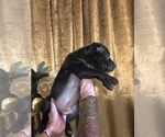 Small #7 American Bully