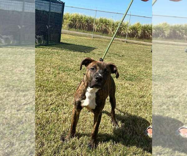 Medium Photo #2 Mutt Puppy For Sale in Abbeville, LA, USA