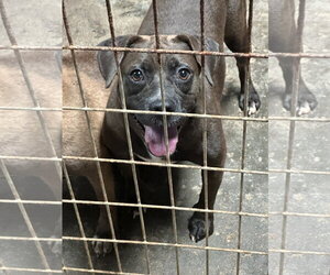 Allison - Female Bulldog-Labrador Retriever Mix Dog for Adoption - Photo #3