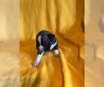 Small Photo #7 Boxer Puppy For Sale in LAUREL, DE, USA