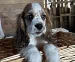 Small #8 Cocker Spaniel