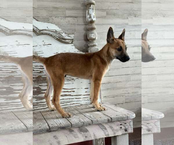 Medium Photo #2 Mutt Puppy For Sale in PIPE CREEK, TX, USA