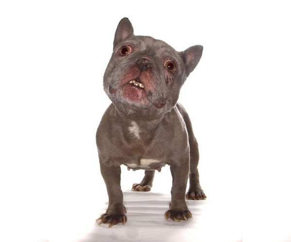 Medium Photo #2 French Bulldog-Unknown Mix Puppy For Sale in Oakland Park, FL, USA