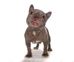 Small #1 French Bulldog Mix