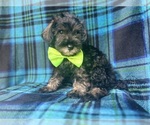 Small #3 Schnauzer (Miniature)