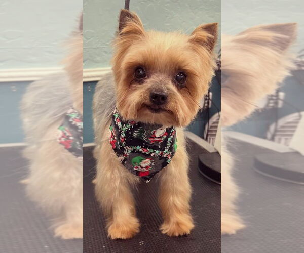 Medium Photo #5 Mutt Puppy For Sale in Bon Carbo, CO, USA