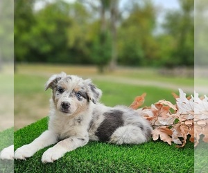 Australian Shepherd Puppy for sale in INDIANAPOLIS, IN, USA