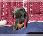 Small #3 Great Dane