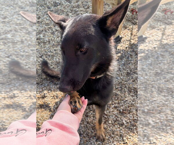 Medium Photo #4 German Shepherd Dog-Unknown Mix Puppy For Sale in Jefferson, WI, USA