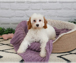 Small #3 Cavapoo (Miniature)