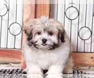 Zuchon Puppy for sale in NAPLES, FL, USA
