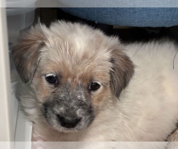 Medium Photo #4 Great Pyrenees-Unknown Mix Puppy For Sale in Minneapolis, MN, USA