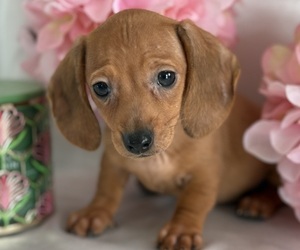 Dachshund Puppy for sale in CENTER HILL, FL, USA