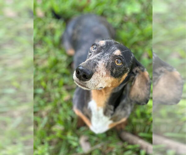 Medium Photo #4 Dachshund Puppy For Sale in Weston, FL, USA