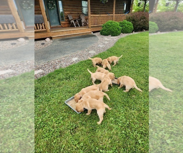 Medium Photo #12 Golden Retriever Puppy For Sale in DAKOTA, MN, USA