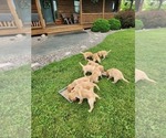 Small #11 Golden Retriever