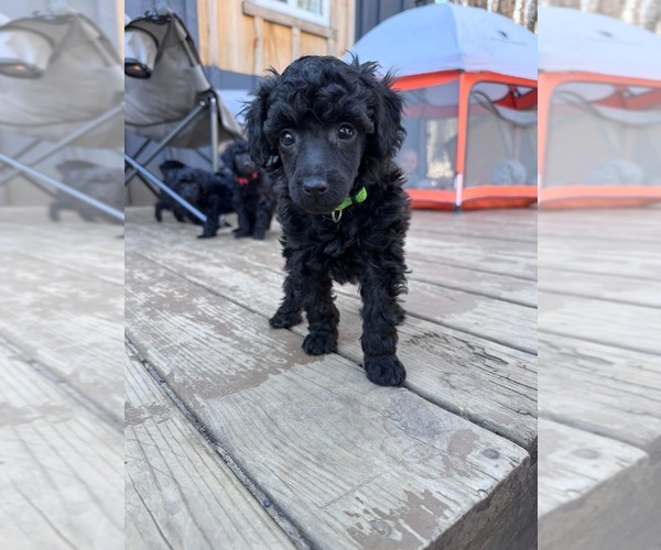 Medium Photo #1 Poodle (Miniature) Puppy For Sale in ALEXANDRIA, NH, USA