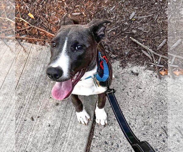 Medium Photo #24 American Pit Bull Terrier-Unknown Mix Puppy For Sale in Rockaway, NJ, USA