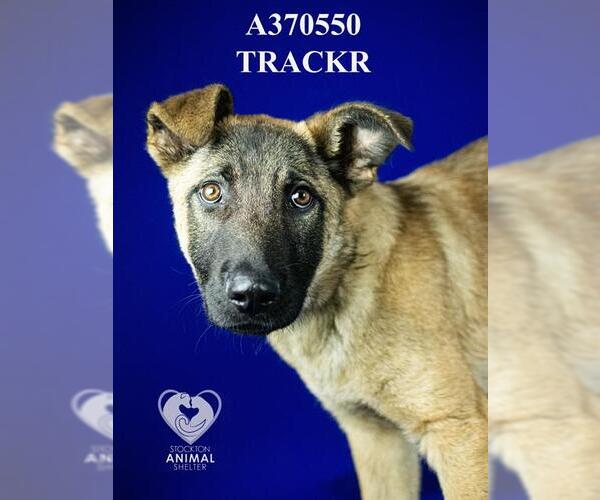 Medium Photo #2 German Shepherd Dog Puppy For Sale in Stockton, CA, USA