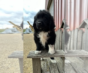 Newfoundland Puppy for sale in NEW HARTFORD, IA, USA