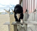 Small Photo #1 Newfoundland Puppy For Sale in NEW HARTFORD, IA, USA