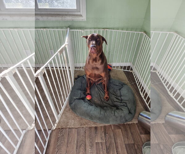 Medium Photo #6 Doberman Pinscher Puppy For Sale in Buffalo, MN, USA
